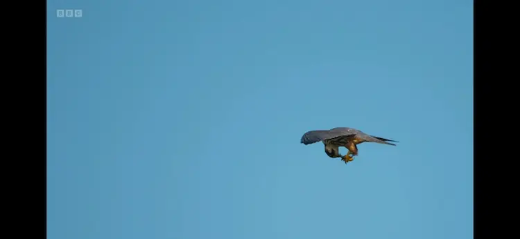 Eurasian hobby (Falco subbuteo subbuteo) as shown in Wild Isles - Freshwater